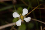 White screwstem